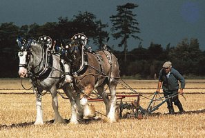 Man plowing with horses